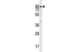 ABP1 antibody western blot analysis in human K562 lysate.