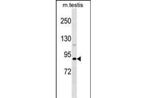 DDX4 Antibody (N-term) (ABIN1538935 and ABIN2848921) western blot analysis in mouse testis tissue lysates (35 μg/lane). (DDX4 antibody  (N-Term))