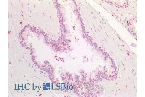 ABIN2613436 (5µg/ml) staining of paraffin embedded Human Prostate. (HOXA5 antibody  (AA 157-168))