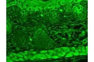 Immunohistochemistry analysis using Mouse Anti-TrpC7 Monoclonal Antibody, Clone S64A-36 . (TRPC7 antibody  (AA 845-862))