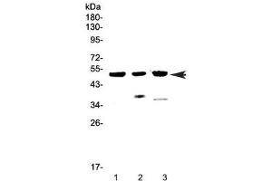 Western blot testing of 1) human MCF7, 2) rat heart and 3) mouse heart lysate with HTRA1 antibody at 0.