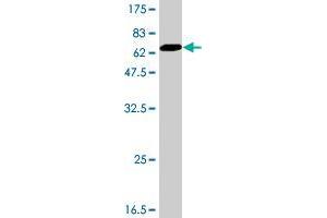 Western Blot detection against Immunogen (63. (FLCN antibody  (AA 1-342))