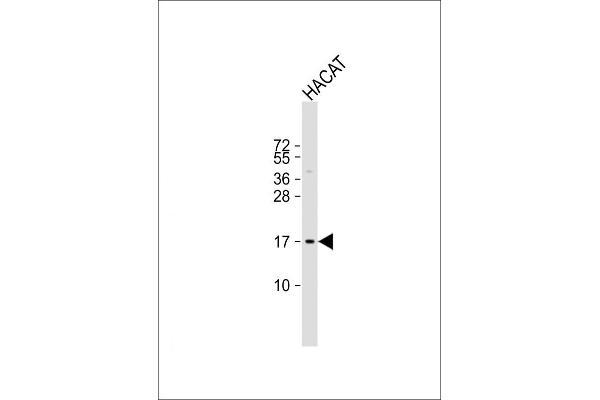 NRARP Antikörper  (AA 56-83)