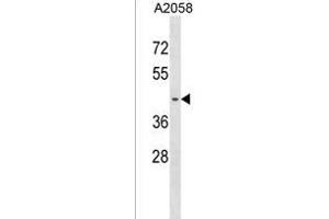 PNA Antibody (N-term) (ABIN1539448 and ABIN2850280) western blot analysis in  cell line lysates (35 μg/lane). (PNMA6A antibody  (N-Term))