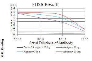 Fig. (CBX1 antibody  (AA 1-185))