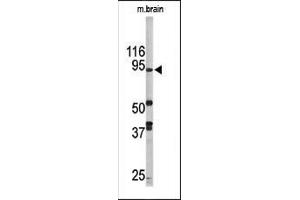 Western blot analysis of anti-LSD1 Pab (ABIN388021 and ABIN2845463) in mouse brain tissue lysate (35 μg/lane). (LSD1 antibody  (N-Term))