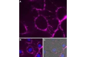 Expression of P2RX7 in rat brain glioma (C6) cells - Cell surface detection of P2RX7 in intact living rat C6 cells. (P2RX7 antibody  (Extracellular Loop) (Atto 633))