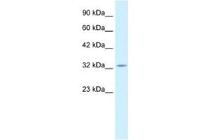 WB Suggested Anti-PAX9 Antibody Titration:  0. (PAX9 antibody  (N-Term))
