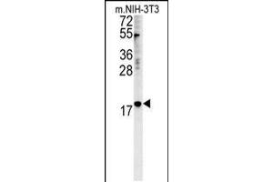Western blot analysis in mouse NIH-3T3 cell line lysates (35ug/lane). (NPM3 antibody  (N-Term))