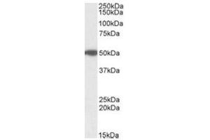 Antibody (1µg/ml) staining of Human Pancreas lysate (35µg protein in RIPA buffer). (MON1A antibody  (Internal Region))