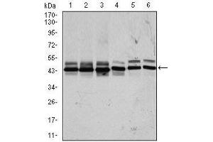 Western blot analysis using CSNK2A2 mouse mAb against HeLa (1), MCF-7 (2), HepG2 (3), Jurkat (4), NIH3T3 (5), and PC-12 (6) cell lysate.