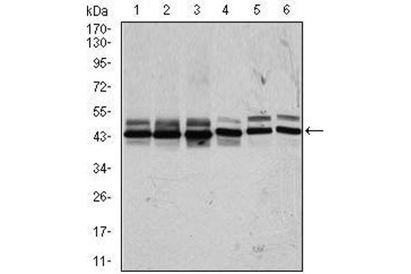 CSNK2A2 Antikörper  (AA 194-350)