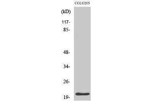 Western Blotting (WB) image for anti-Cyclin-Dependent Kinase Inhibitor 1A (p21, Cip1) (CDKN1A) (Ser232) antibody (ABIN3186242) (p21 antibody  (Ser232))