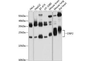 Western blot analysis of extracts of various cell lines, using CRIP2 Antibody (ABIN6130132, ABIN6139042, ABIN6139043 and ABIN6224870) at 1:1000 dilution.