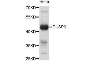Western blot analysis of extracts of HeLa cells, using DUSP6 antibody (ABIN5995953). (DUSP6 antibody)