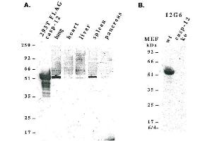 Western blot analysis using anti-caspase-12 (mouse), mAb (12G6)  detecting, A) endogenous caspase-12 in mouse lung, liver, spleen and pancreas, and B) pro-caspase-12 in mouse MEF’s. (Caspase 12 antibody  (AA 183-205))