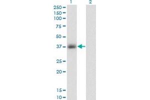 Western Blot analysis of GPD1 expression in transfected 293T cell line by GPD1 monoclonal antibody (M01), clone 3C10-1C4. (GPD1 antibody  (AA 1-349))