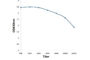 Antigen: 0. (ELAPOR1 antibody  (AA 841-940))