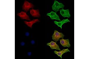 ABIN6264455 and ABIN6273151 staining Hela cells by IF/ICC.