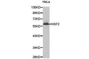 Western Blotting (WB) image for anti-Heat shock factor protein 2 (HSF2) antibody (ABIN1873087) (HSF2 antibody)
