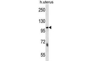 SULF2 Antibody (C-term) western blot analysis in human normal Uterus cell line lysates (35µg/lane). (SULF2 antibody  (C-Term))