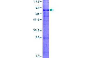 Membrane transport protein XK (XK) (AA 1-444) protein (GST tag)