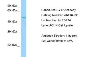 Western Blotting (WB) image for anti-Synaptotagmin VII (SYT7) (C-Term) antibody (ABIN2789889) (SYT7 antibody  (C-Term))