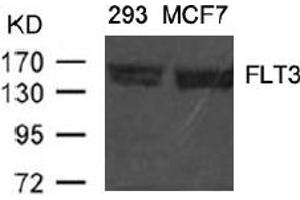 Image no. 1 for anti-Fms-Related tyrosine Kinase 3 (FLT3) (AA 589-593) antibody (ABIN401556)