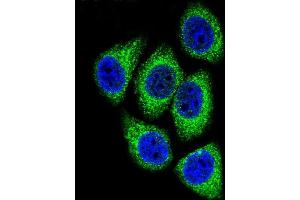 Confocal immunofluorescent analysis of DEK Antibody (C-term) (ABIN653133 and ABIN2842710) with Hela cell followed by Alexa Fluor 488-conjugated goat anti-rabbit lgG (green). (DEK antibody  (C-Term))