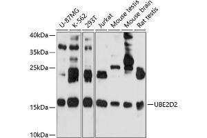Western blot analysis of extracts of various cell lines, using UBE2D2 antibody (ABIN6130768, ABIN6149789, ABIN6149790 and ABIN6214999) at 1:1000 dilution. (UBE2D2 antibody  (AA 1-147))