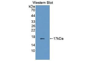 Detection of Recombinant FABP2, Cattle using Polyclonal Antibody to Fatty Acid Binding Protein 2, Intestinal (FABP2) (FABP2 antibody  (AA 2-128))