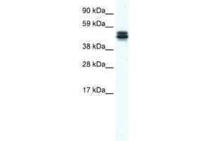 Western Blotting (WB) image for anti-MPN Domain Containing (MPND) antibody (ABIN2461515) (MPND antibody)