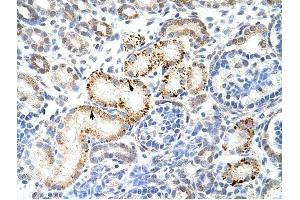 HNRPK antibody was used for immunohistochemistry at a concentration of 4-8 ug/ml to stain Epithelial cells of renal tubule (arrows) in Human Kidney. (HNRNPK antibody  (N-Term))