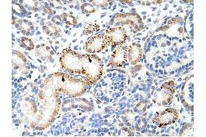 HNRPK antibody was used for immunohistochemistry at a concentration of 4-8 ug/ml to stain Epithelial cells of renal tubule (arrows) in Human Kidney. (HNRNPK antibody  (N-Term))