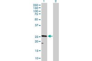 Western Blot analysis of CACNG1 expression in transfected 293T cell line by CACNG1 MaxPab polyclonal antibody.