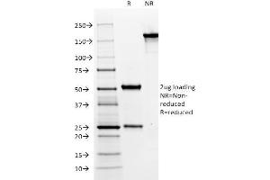 SDS-PAGE Analysis Purified MUC6 Mouse Monoclonal Antibody (CLH5). (MUC6 antibody)