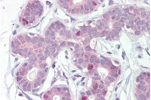ABIN185021 (5µg/ml) staining of paraffin embedded Human Breast. (FOXA1 antibody  (C-Term))