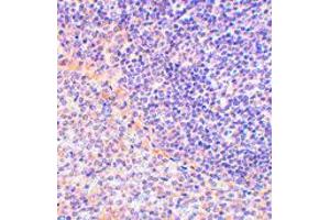 Immunohistochemistry of FAF1 in rat spleen tissue with FAF1 polyclonal antibody  at 2.