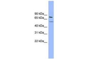 Image no. 1 for anti-Potassium Voltage-Gated Channel, KQT-Like Subfamily, Member 4 (KCNQ4) (AA 431-480) antibody (ABIN6742546)
