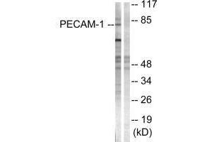 Western Blotting (WB) image for anti-Platelet/endothelial Cell Adhesion Molecule (PECAM1) (Tyr713) antibody (ABIN7180070)