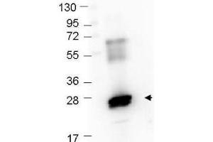 Western Blot showing detection of recombinant GST protein (0. (GST antibody  (Alkaline Phosphatase (AP)))
