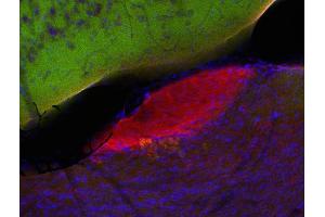 Indirect immunostaining of PFA fixed mouse brain section with anti-mint 1 (dilution 1 : 200; red) and mouse anti-synapsin (cat. (APBA1 antibody  (AA 2-265))