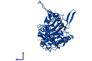 Protein Structure (PS) image for Acetyl-CoA Acetyltransferase 2 (ACAT2) (AA 1-397) protein (His tag) (ABIN7559220)