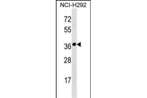 SYNPR Antibody (C-term) (ABIN1536817 and ABIN2850294) western blot analysis in NCI- cell line lysates (35 μg/lane). (Synaptoporin antibody  (C-Term))