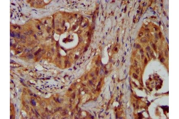 NKX2-8 antibody  (AA 1-160)