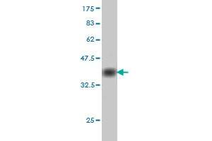 Western Blot detection against Immunogen (37. (CDC25C antibody  (AA 21-130))