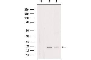 Western blot analysis of extracts from various samples, using RPL29 Antibody. (RPL29 antibody  (Internal Region))