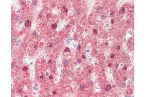 Human, Liver: Formalin-Fixed Paraffin-Embedded (FFPE). (FMO3 antibody  (AA 81-130))