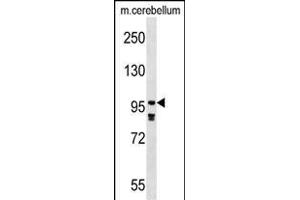 PDE4A Antibody (N-term) (ABIN1539298 and ABIN2848820) western blot analysis in mouse cerebellum tissue lysates (35 μg/lane). (PDE4A antibody  (N-Term))