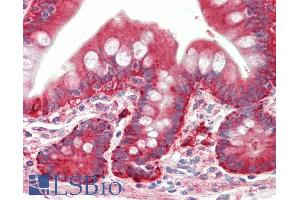 ABIN5539924 (5µg/ml) staining of paraffin embedded Human Small Intestine. (PYROXD1 antibody  (N-Term))